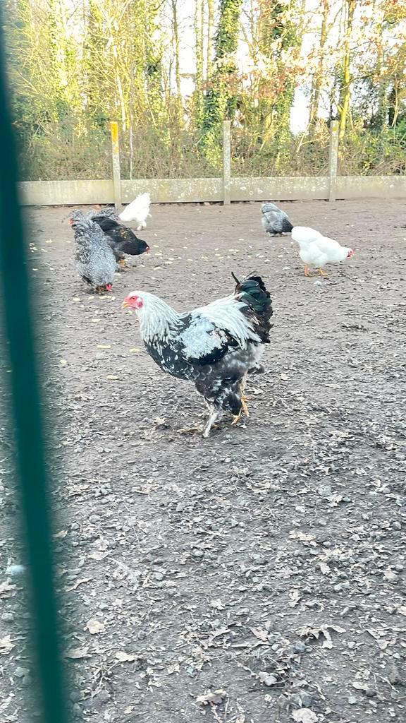 Brahma en Barnevelders, Animaux & Accessoires, Volatiles, Poule ou poulet, Plusieurs animaux