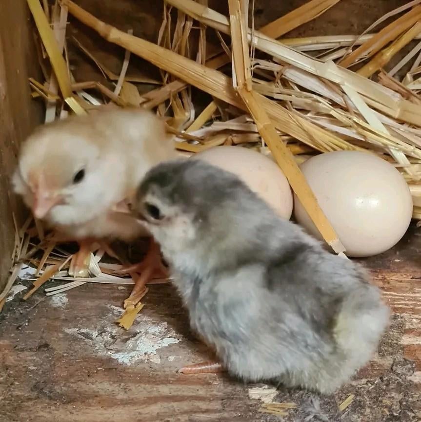 Chabo kriel kuikens, Animaux & Accessoires, Plusieurs animaux, Poule ou poulet