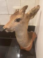 Oude hindekop – doorleefd curiosa‑ en decoratiestuk, Enlèvement ou Envoi