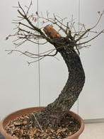 Bonsaï yamadori en chêne très épais, Enlèvement