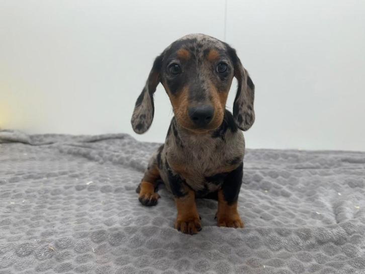 Gladharige standaard Teckel pups, Dieren en Toebehoren, Honden | Teckels en Dashonden, Meerdere dieren, Korthaar, Standaard, Fokker | Professioneel