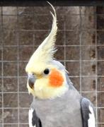 Valkparkieten wildkleur, Dieren en Toebehoren, Vogels | Parkieten en Papegaaien, Geringd