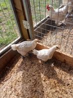 kuikens, Dieren en Toebehoren, Pluimvee, Meerdere dieren, Kip