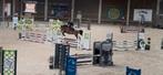 Fantastische 7 jarige springmerrie, Dieren en Toebehoren, Paarden, Merrie, Recreatiepaard