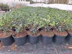 ‼️osmanthus Burkwoodii aan stuntprijzen ‼️, Enlèvement, Taxus