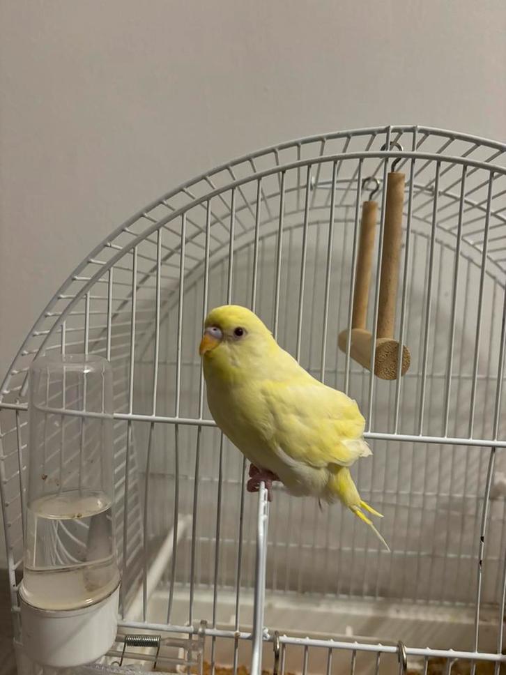 Perruche gratuit a donner, Animaux & Accessoires, Oiseaux | Canaris, Mâle