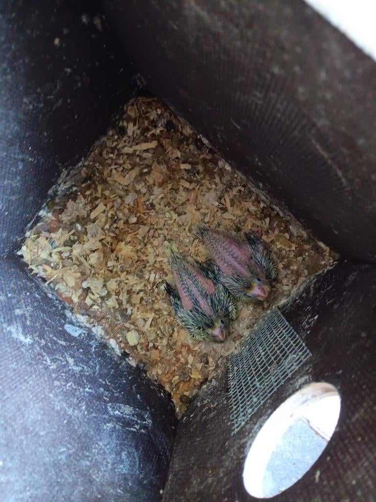 jonge valkparkieten, Parkiet, Geringd