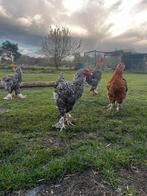 Mechelse koekoek kruising jonge hanen te koop, Plusieurs animaux, Poule ou poulet