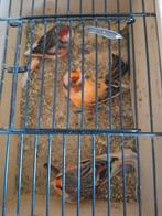 TRÈS BEAUX CANARIS DE COULEUR SIFFLANTE, bagués avec ou sans, Plusieurs animaux, Canari chanteur