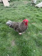 2 jonge hanen Mechelse koekoek, Dieren en Toebehoren, Pluimvee, Kip
