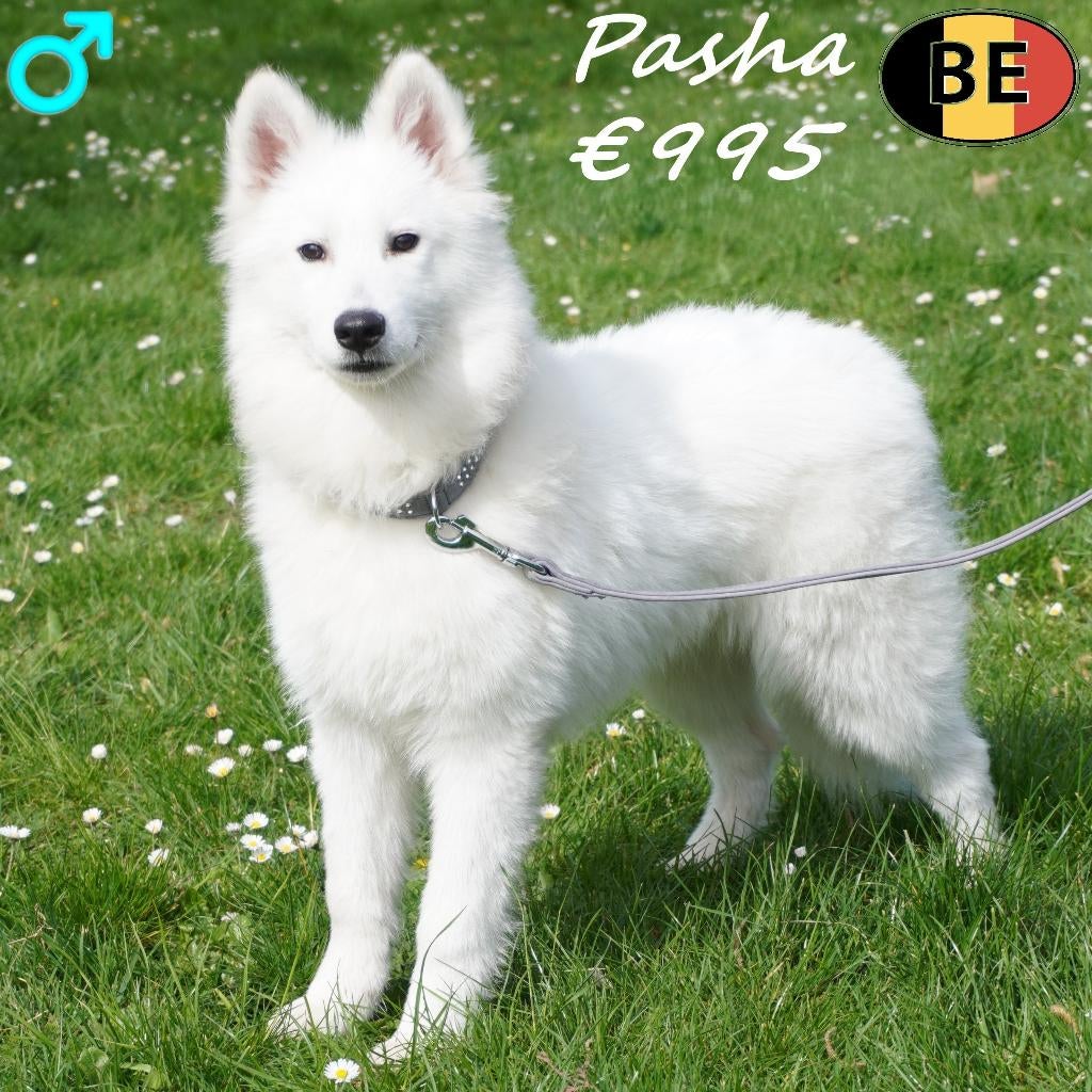 Pasha, beau Samoyède (mâle) né en Belgique, 15 semaines à 1 an, Commerçant, Chien (mâle), Autres races