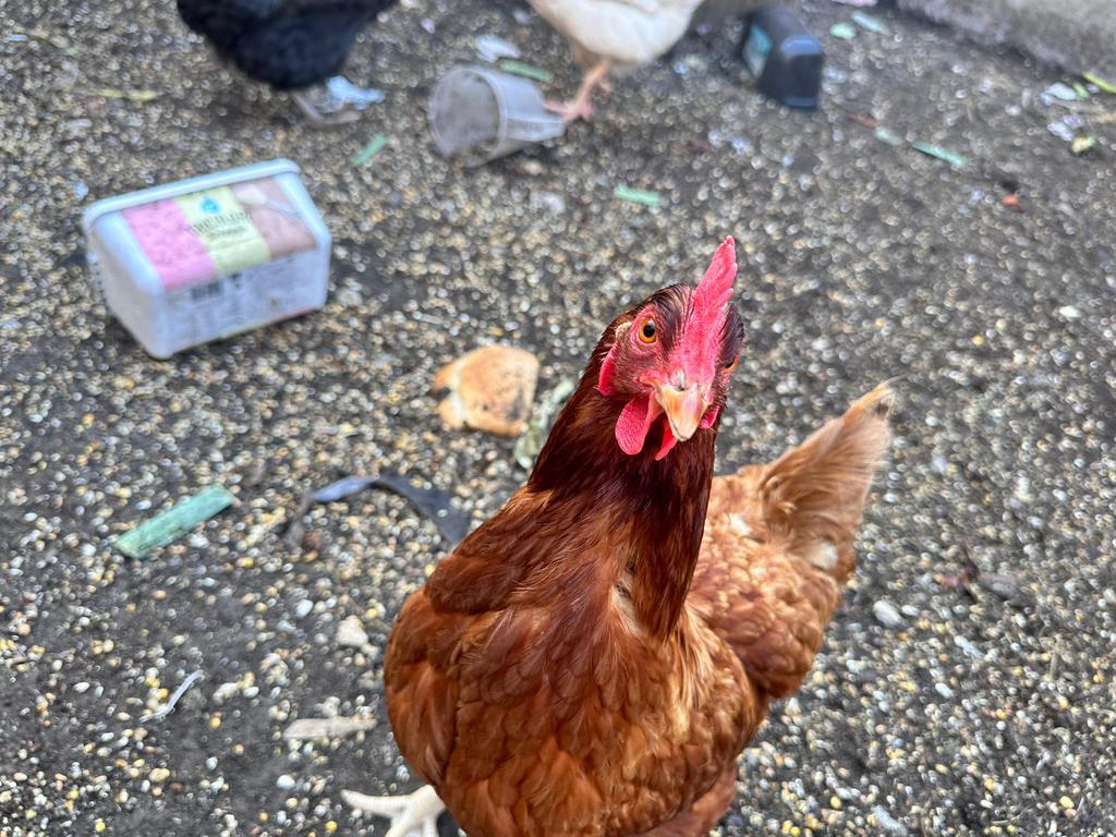 3 legkippen te koop, Dieren en Toebehoren, Kip