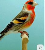 GEZOCHT: kruising Europese vogels, goede zangers, Dieren en Toebehoren