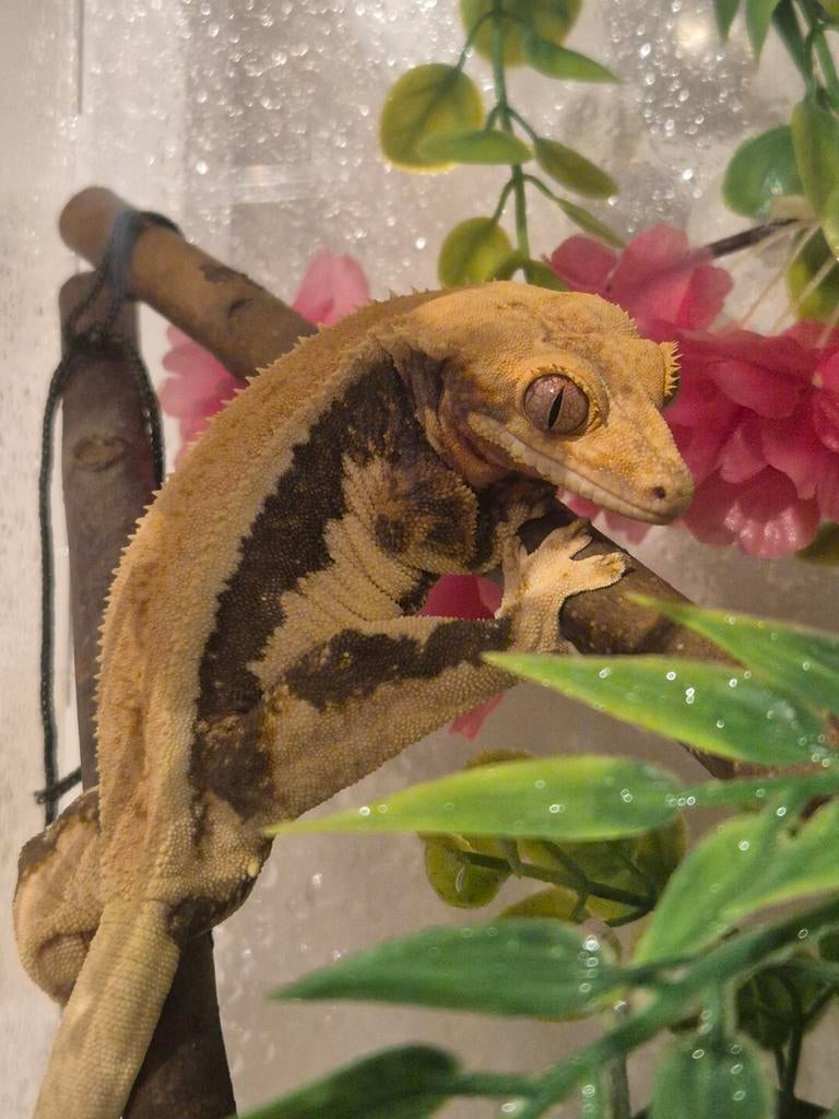 0.1 prachtige tangerine lilly white wimpergekko dame