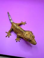 Sale voor beurs Houten 5 April! Super dalmation 0.1, Animaux & Accessoires, Reptiles & Amphibiens, Autres espèces, 0 à 2 ans