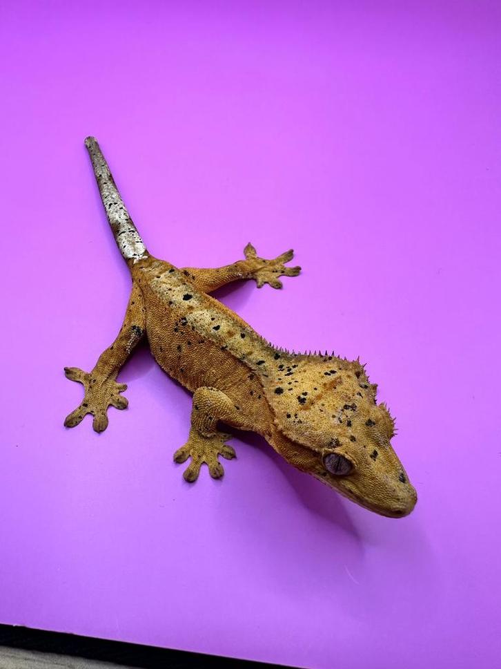 Sale voor beurs Houten 5 April! Super dalmation 0.1, Dieren en Toebehoren, Reptielen en Amfibieën, Overige soorten, 0 tot 2 jaar