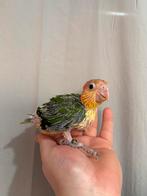 Caique eam, Perroquet