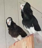 Te koop gevraagd: 2 ZWARTE KAPUCIJN DOFFERS, Dieren en Toebehoren