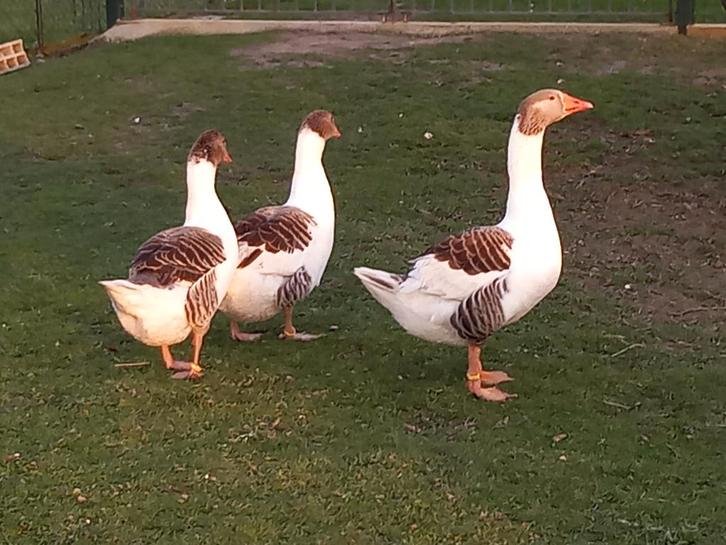 Bevruchte eieren van Vlaamse ganzen, Dieren en Toebehoren, Pluimvee, Gans of Zwaan