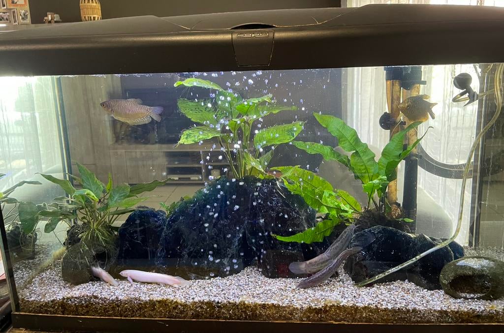 Warmwateraquarium met filter , 8 vissen en invulling, Poisson