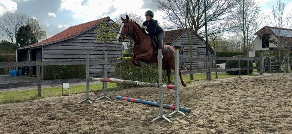 Allround merrie, Dieren en Toebehoren, Paarden, Merrie, B, 160 tot 165 cm, 3 tot 6 jaar, Springpaard, Met stamboom, Gechipt, Ontwormd