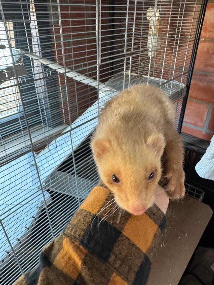 Fret, Dieren en Toebehoren, Knaagdieren, Vrouwelijk, Fret, April, Tam