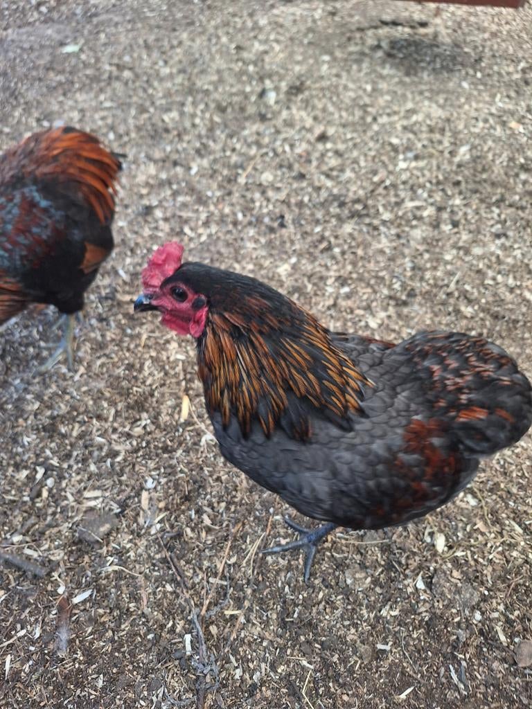 Araucana hannen 15€/stuk, Animaux & Accessoires, Volatiles