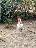 Hanen, Animaux & Accessoires, Volatiles, Mâle, Poule ou poulet