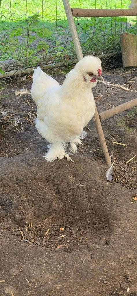 Coq a donner, Animaux & Accessoires, Enlèvement