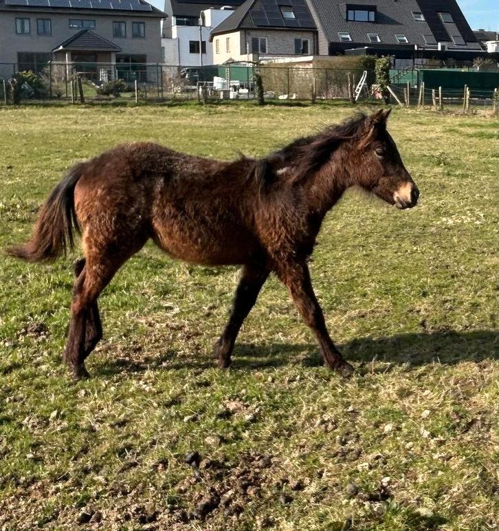 Merrie veulen, Animaux & Accessoires, Chevaux, Jument