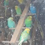 Grasparkieten te koop wegens stopping hobby, Dieren en Toebehoren, Vogels | Parkieten en Papegaaien, Meerdere dieren, Parkiet