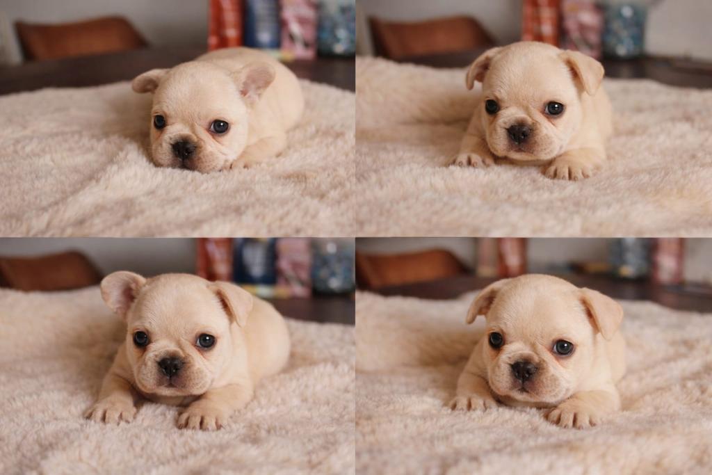 Chiots bouledogue français, crème et faon bien élevés, Animaux & Accessoires, Bouledogue, Plusieurs, Belgique, Plusieurs animaux