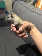 2 gerbils gratis alleen in koppel, Dieren en Toebehoren, Mannelijk, Overige typen, Tam, Oktober