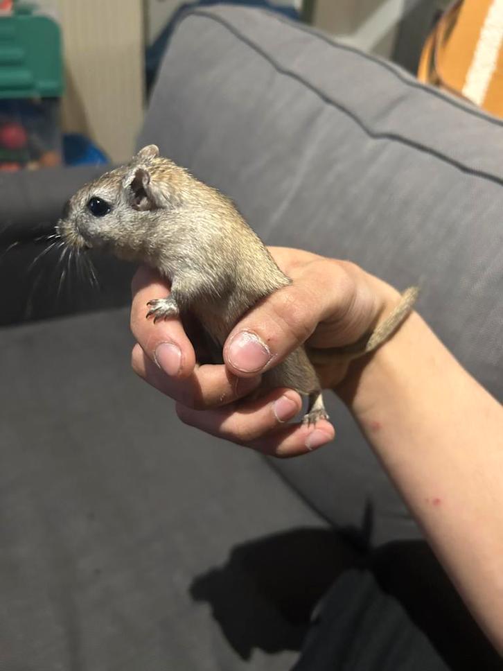 2 gerbils gratis alleen in koppel, Dieren en Toebehoren, Knaagdieren, Mannelijk, Overige typen, Oktober, Tam