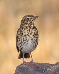 Laatste koppel zanglijsters, Meerdere dieren, Wildzangvogel, Geringd