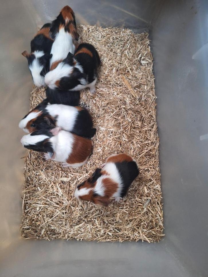 Jonge cavia's, Dieren en Toebehoren, Knaagdieren, Meerdere dieren, Cavia, Januari, Tam