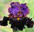 Iris, Tuin en Terras, Volle zon, Vaste plant, Lente, Ophalen