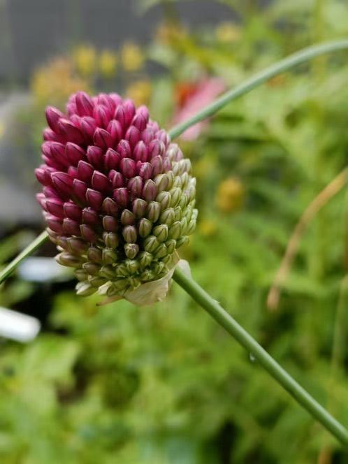 Allerlei alliums uitgehaald, willekeurig in potje, Jardin & Terrasse, Plantes | Jardin, Plante fixe, Autres espèces, Mi-ombre
