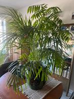 Palm met vlaams aardewerk, Maison & Meubles, Enlèvement, Palmier, 100 à 150 cm