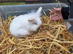 Veschillende dwergkonijntjes te koop, Dieren en Toebehoren, Meerdere dieren, Dwerg, Hangoor, 0 tot 2 jaar