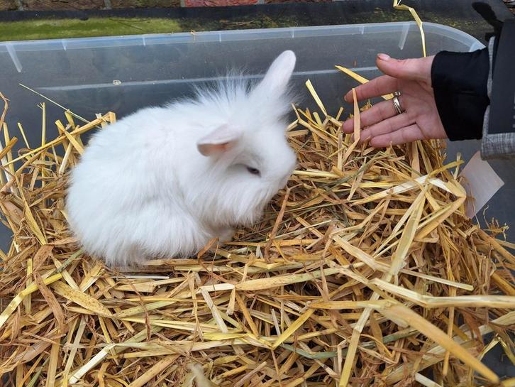 Veschillende dwergkonijntjes te koop, Dieren en Toebehoren, Konijnen, Dwerg, Meerdere dieren, 0 tot 2 jaar, Hangoor