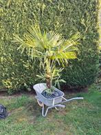 Mooie dikstammige palmboom trachycarpus fortunei wintervast, Tuin en Terras, Ophalen, Palmboom