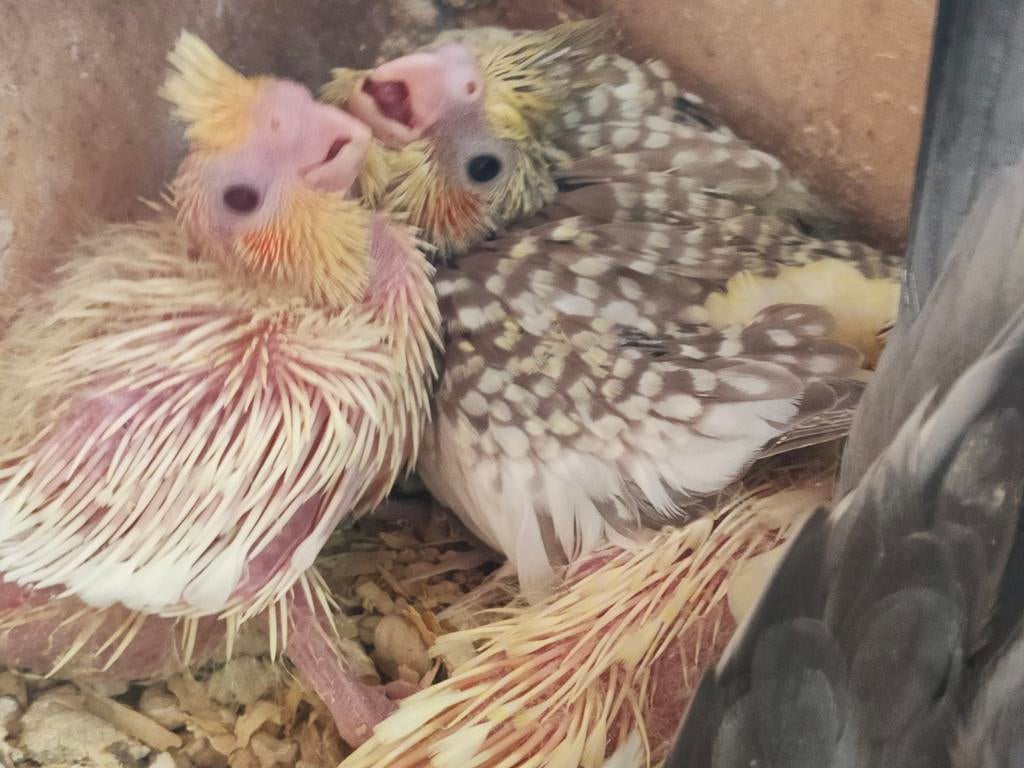 Calopsittes à élever à la main, Perruche, Bagué