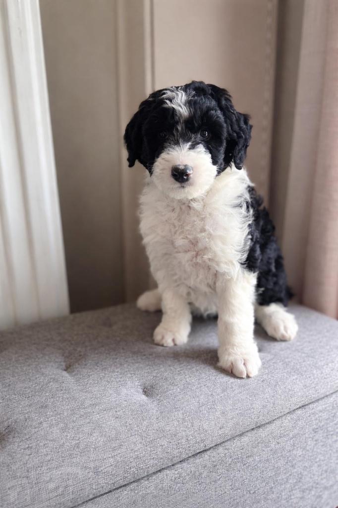 Beaux chiots Bordoodle (border collie x caniche), Animaux & Accessoires, Colley, Plusieurs, Hépatite contagieuse (maladie de Rubarth)