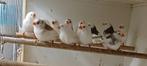 Witte en bonte zebravinken, Dieren en Toebehoren, Vogels | Overige Vogels, Meerdere dieren, Tropenvogel, Geringd
