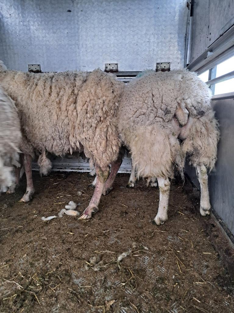 Ooien, Dieren en Toebehoren