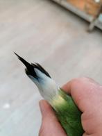 Diamant de goulds croupion jaunes, Animaux & Accessoires