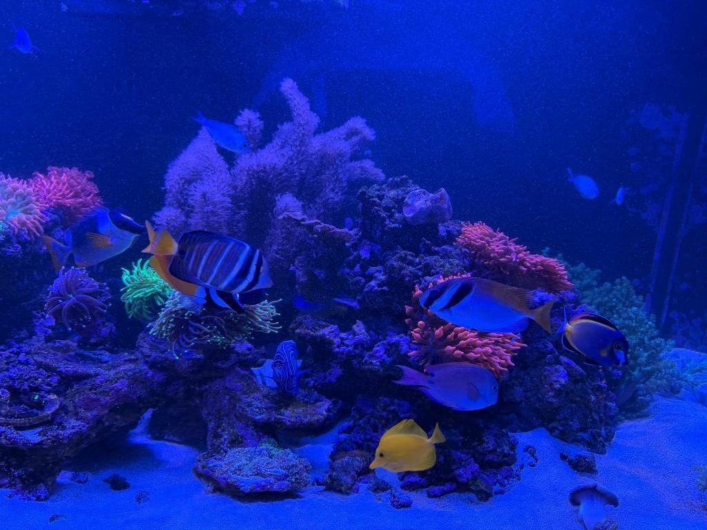 Koralen GEZOCHT, Enlèvement