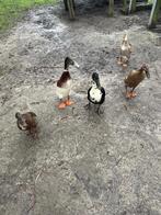 Broedeieren loopeenden, Dieren en Toebehoren, Geslacht onbekend, Eend