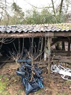 vijgenboom 2 m, Tuin en Terras, Planten | Fruitbomen, Ophalen, 100 tot 250 cm, Volle zon, Vijgenboom